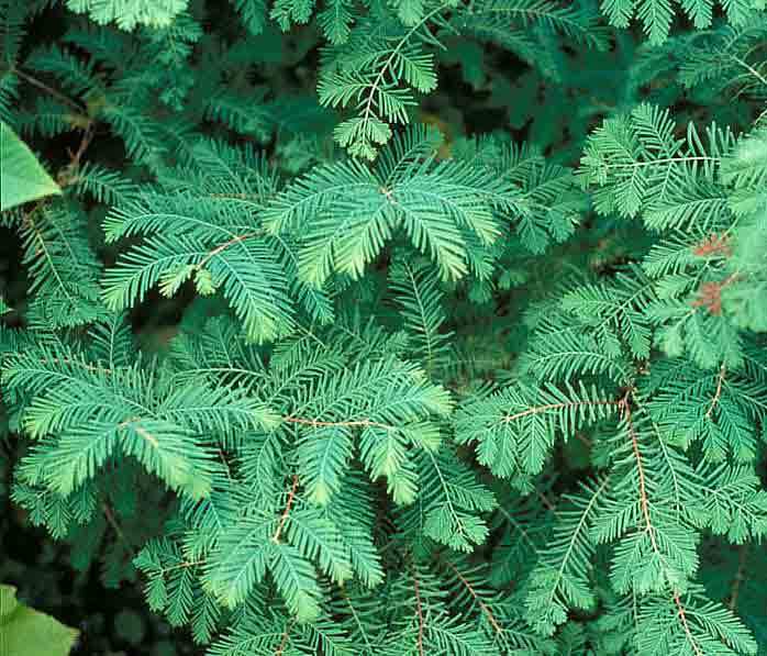 Dawn Redwood, Metasequoia glyptostroboides, Tree Seeds (Fast, Fall Color)