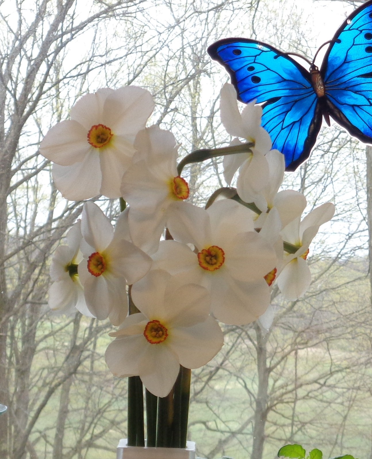 15 DAFFODIL BULBS ACTAEA ( POETICUS ) Narcissus Jonquils FromMyGarden*PlsREAD