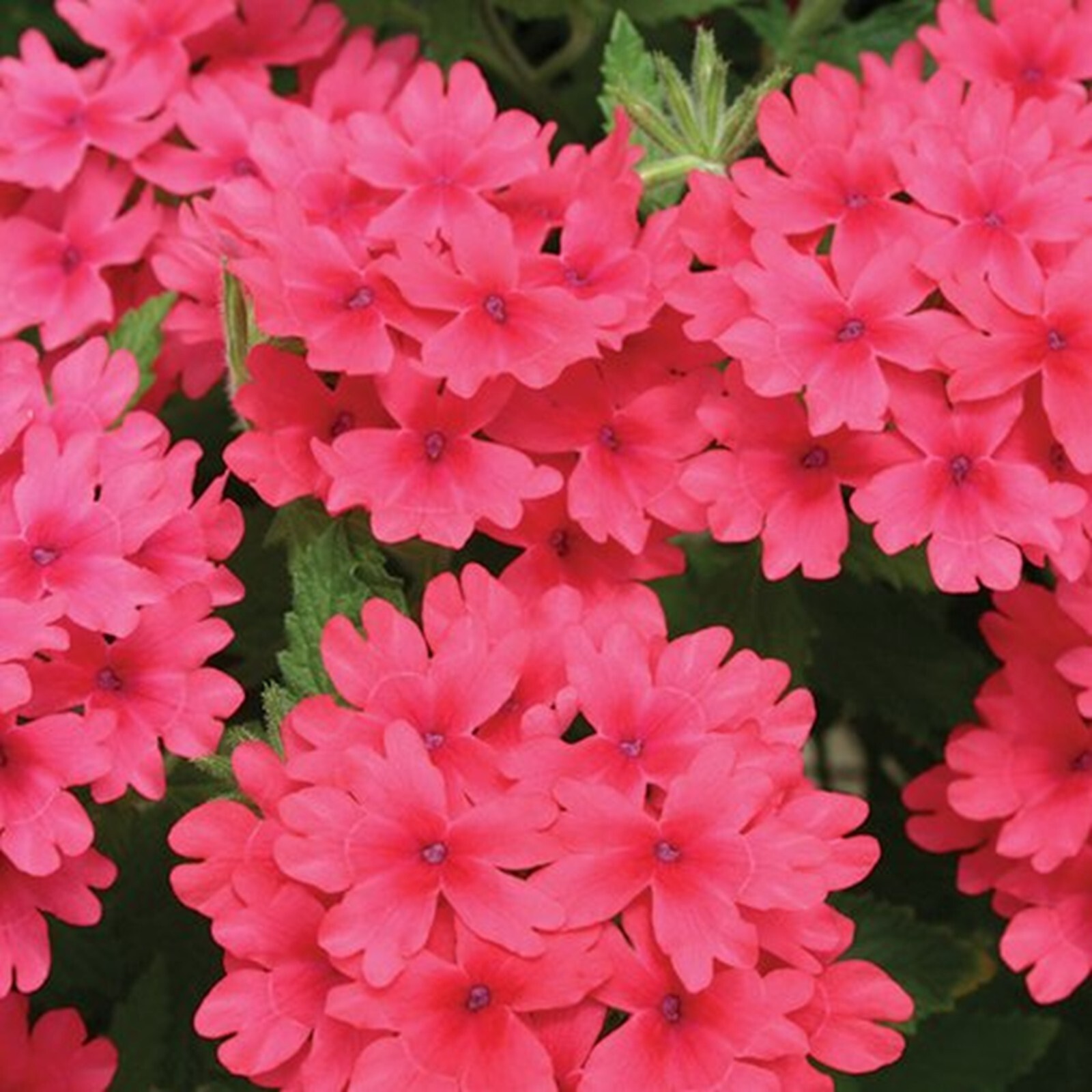 50 Coral Verbena Seeds Groundcover Tender Perennial Bees Seed Flower