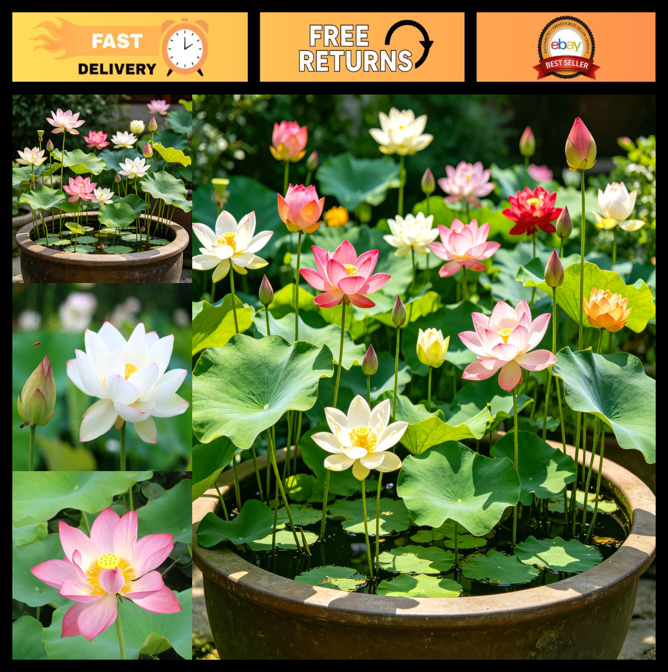 160+ Mixed Lotus Seeds for Planting – Non-GMO Aquatic Water Lilies for Ponds & G