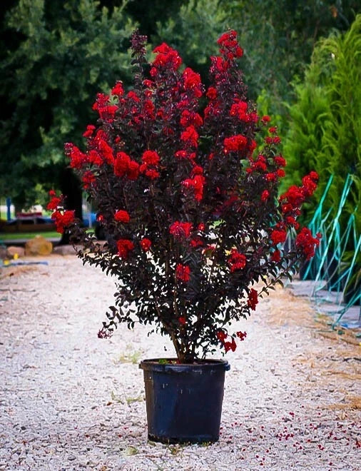 EBONY FIRE~~Crepe Crape Myrtle Starter Lagerstroemia Well Rooted “STARTER” Plant