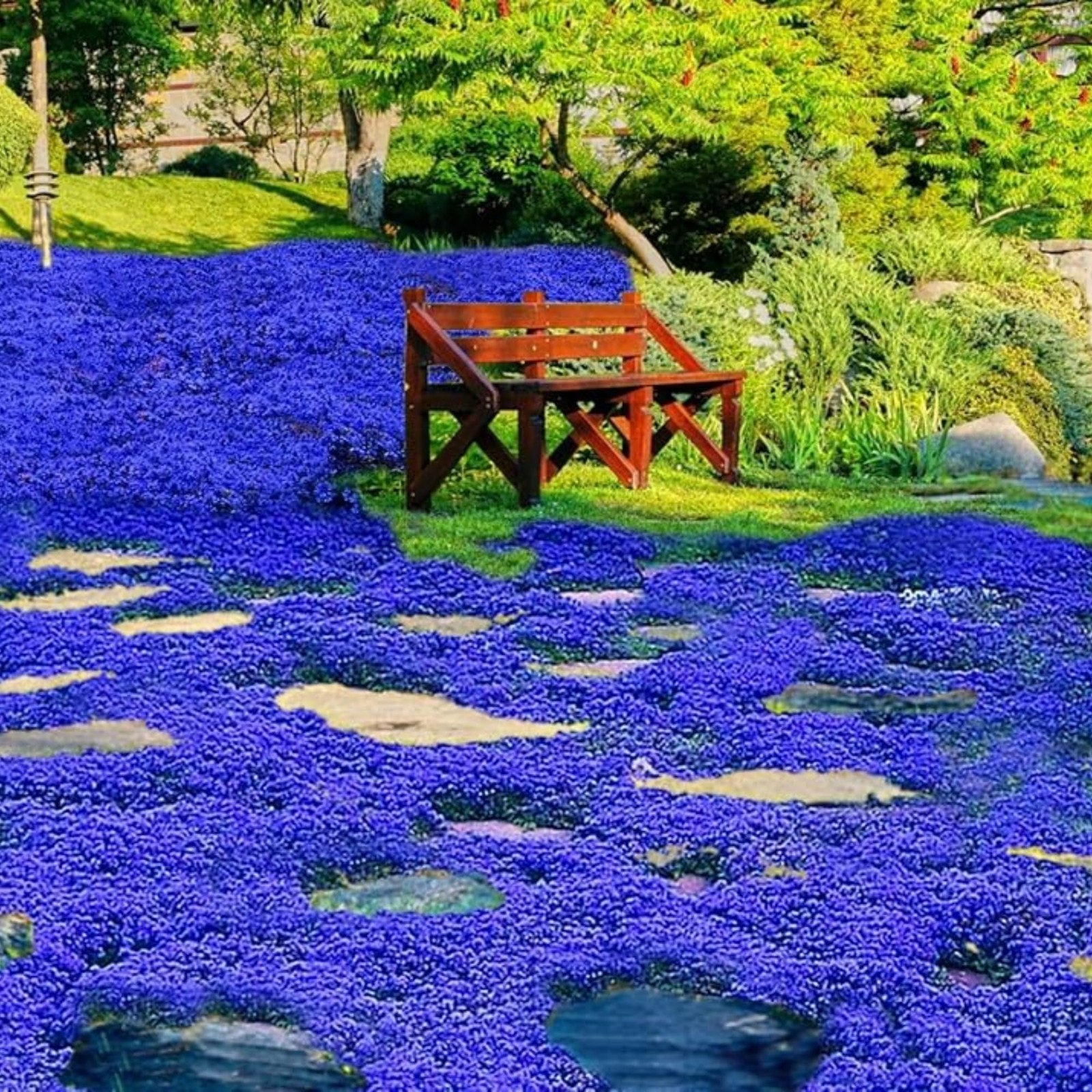 30000+ Creeping Thyme Seeds for Planting Perennial Seed