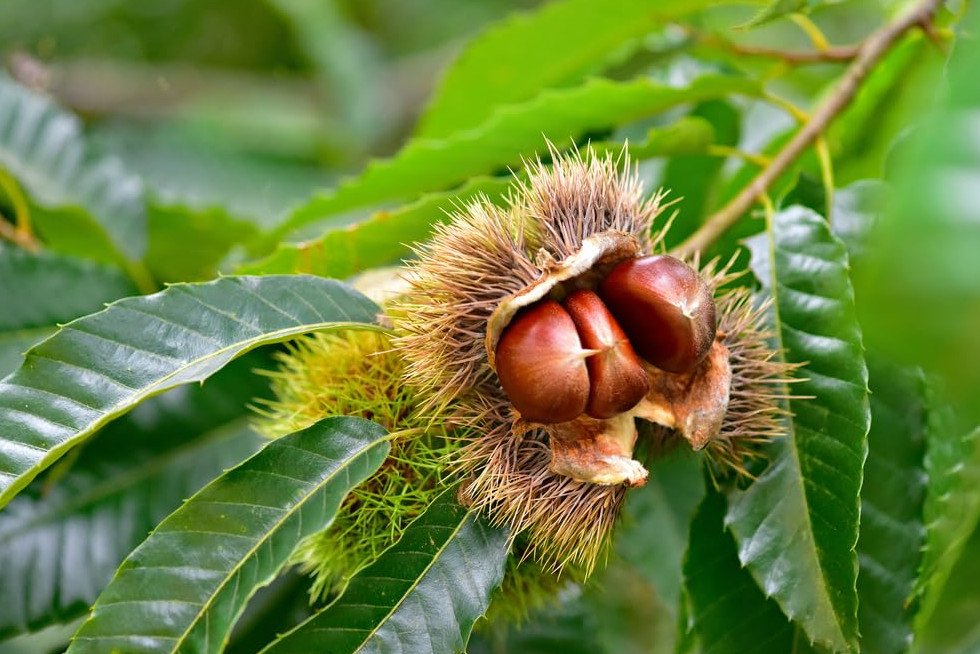 Live Chinese Chestnut Plant – Quart Pot – Edible Landscape Tree