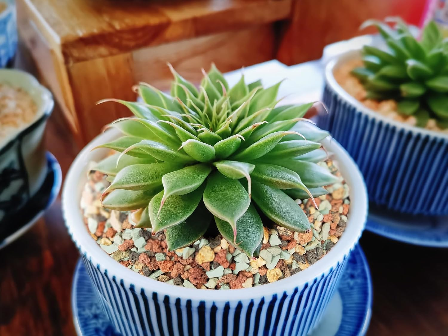 5Lb Bonsai Succulent and Cactus Soil Gritty Mix Rocks Gravel for Terrar
