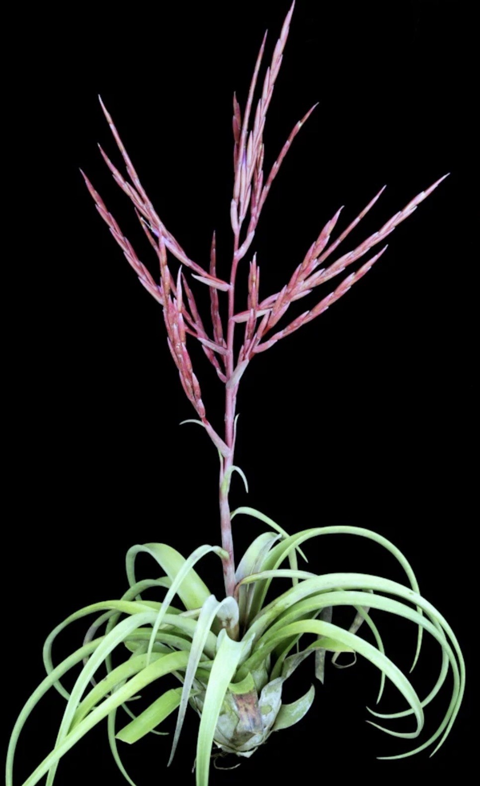 Tillandsia Queen Colossus