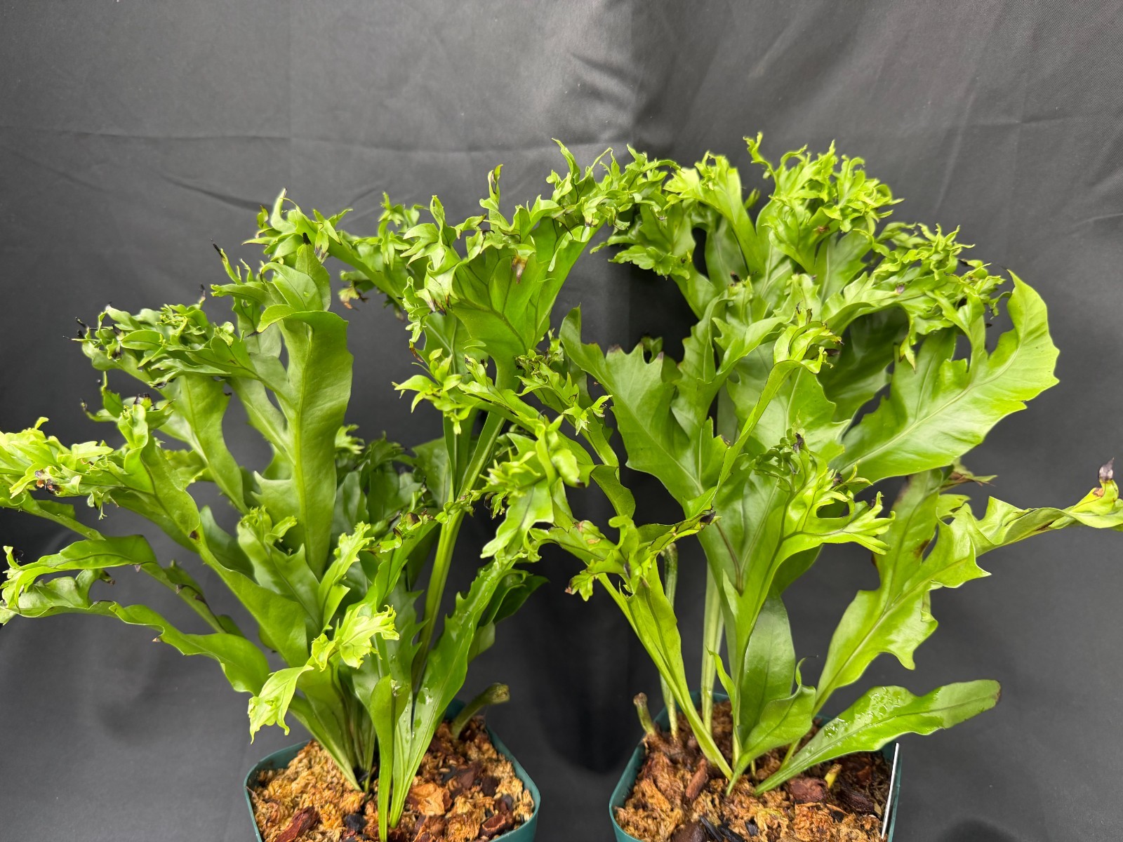 BIG POLYPODIUM ‘CRESTATA’ form tropical fern houseplant not staghorn platycerium