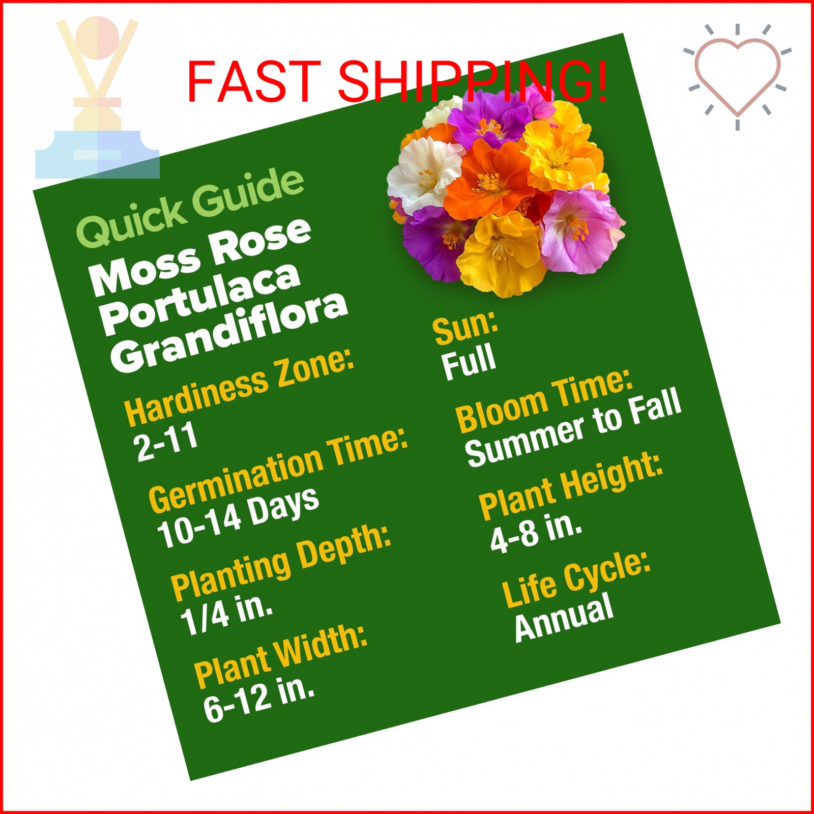 HOME GROWN 23,500+ Moss Rose Seeds (Bulk Pack) Annual Flower for Ground Cover –