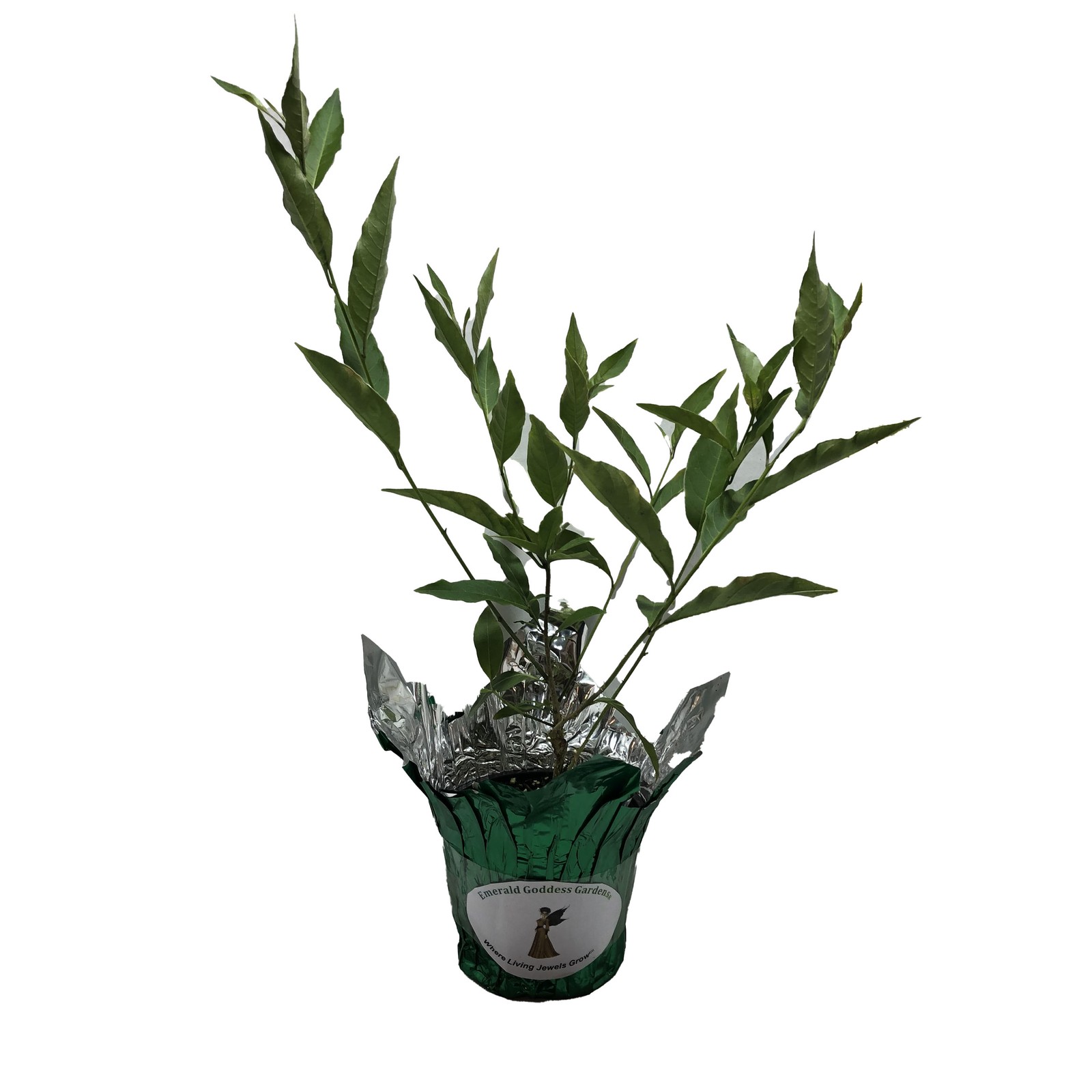 Purple Cestrum Day Blooming Jasmine Live Tropical Plant Shrub 8-10″ Tall