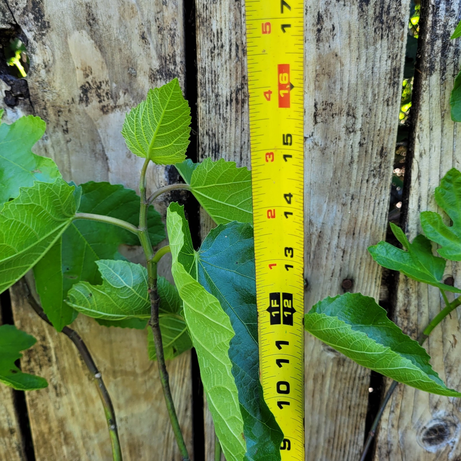 Unknown Variety Fig 8″-12″ Live Healthy Plant Bare-Root