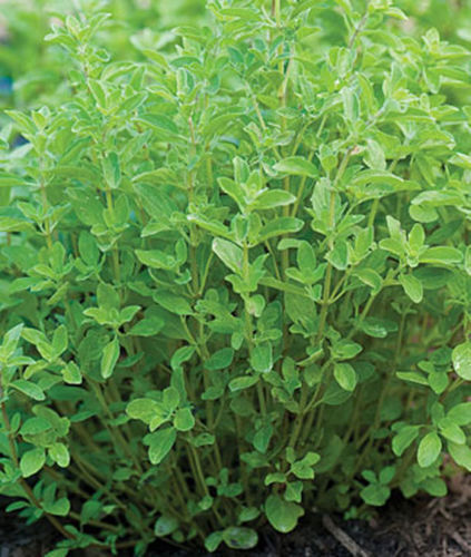 Sweet Marjoram Seeds, Origanum majora, Organic, NON-GMO, Heirloom,