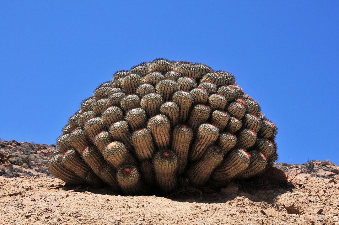 Copiapoa Species Mix 10 Seeds Free Shipping!