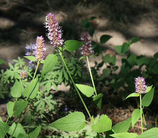 AGASTACHE URTICIFOLIA Seeds *FREE Shipping!* Nettleleaf Giant Hyssop 500+ SEEDS