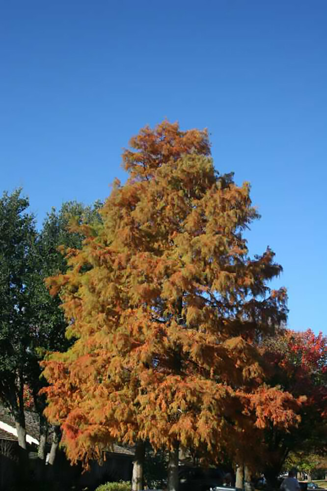 Bald Cypress, Taxodium distichum, Tree Seeds (Fast, Fall Colors, Hardy)