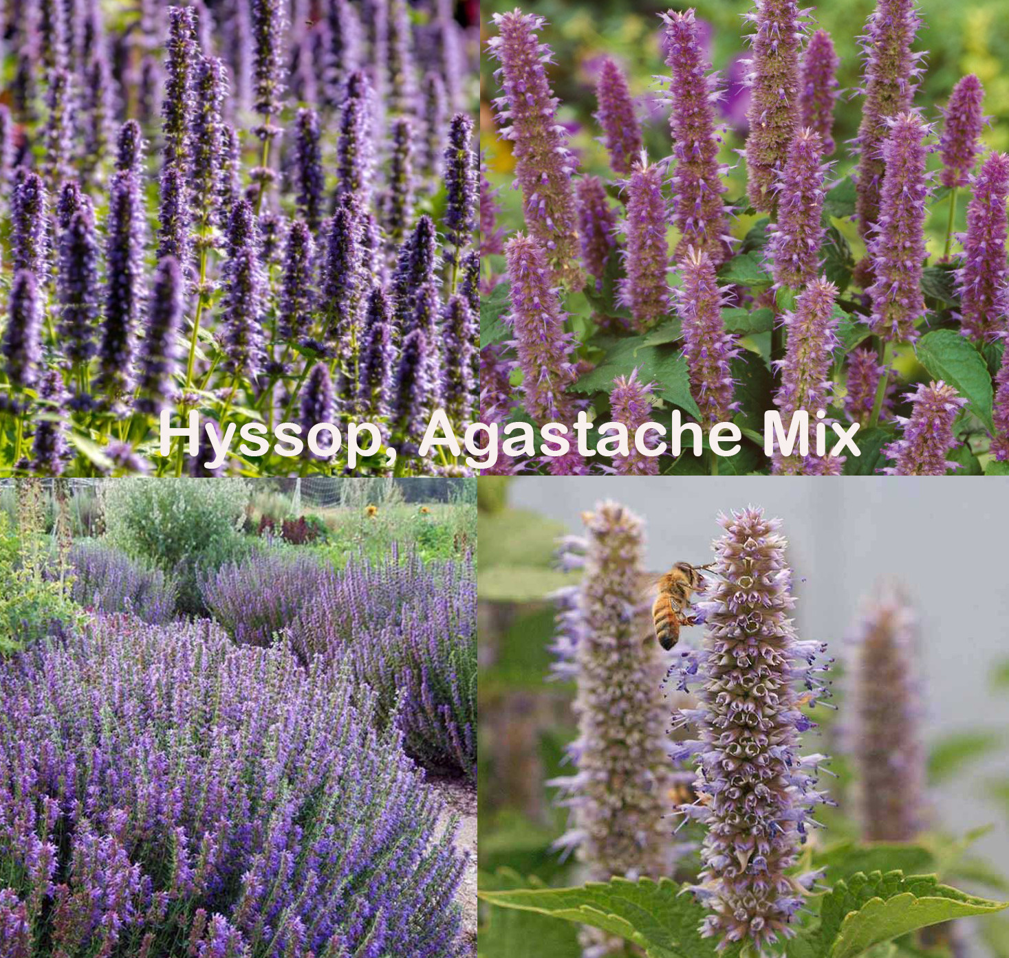 HYSSOP, AGASTACHE Mix Perennial Hummingbird Bees Medicinal Non-GMO 500 Seeds!