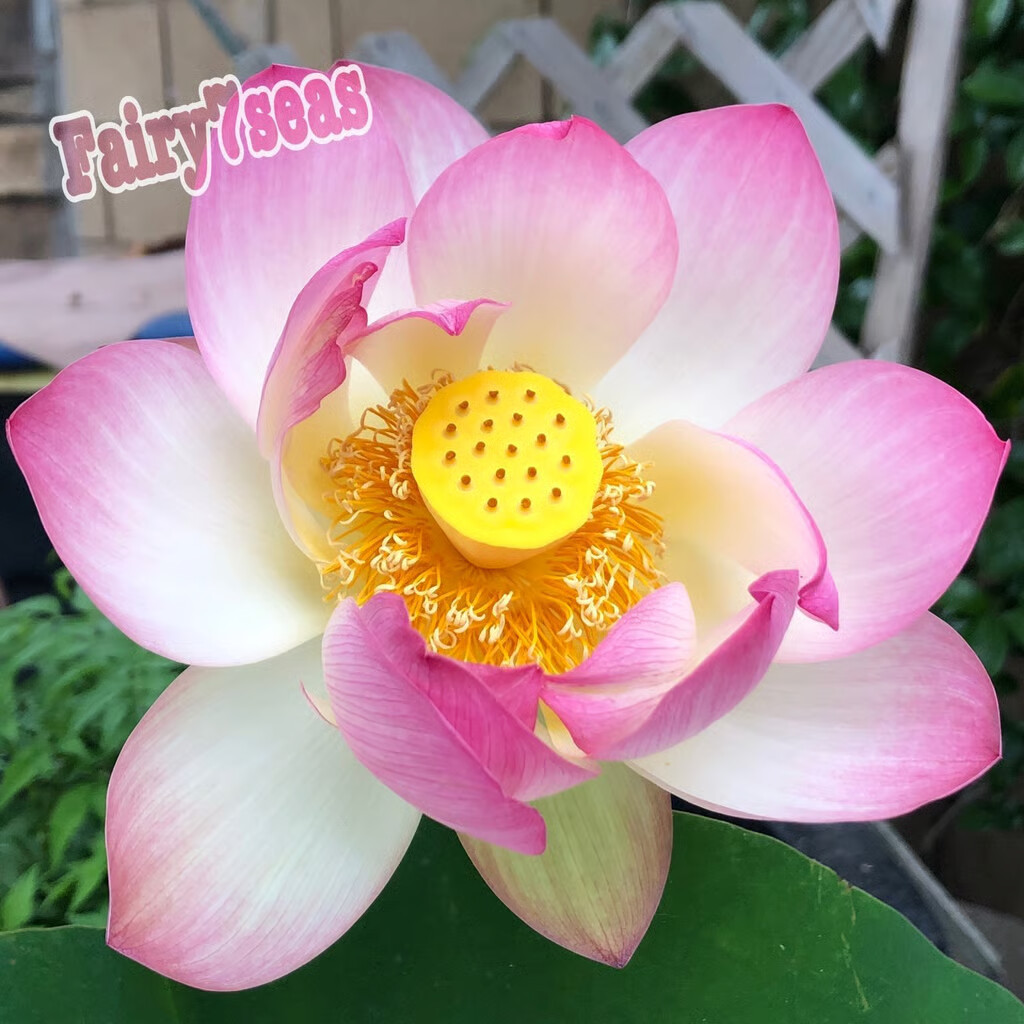 10 Lotus Nicked Seeds – Nelumbo Nucifera – Sacred Lotus Pink