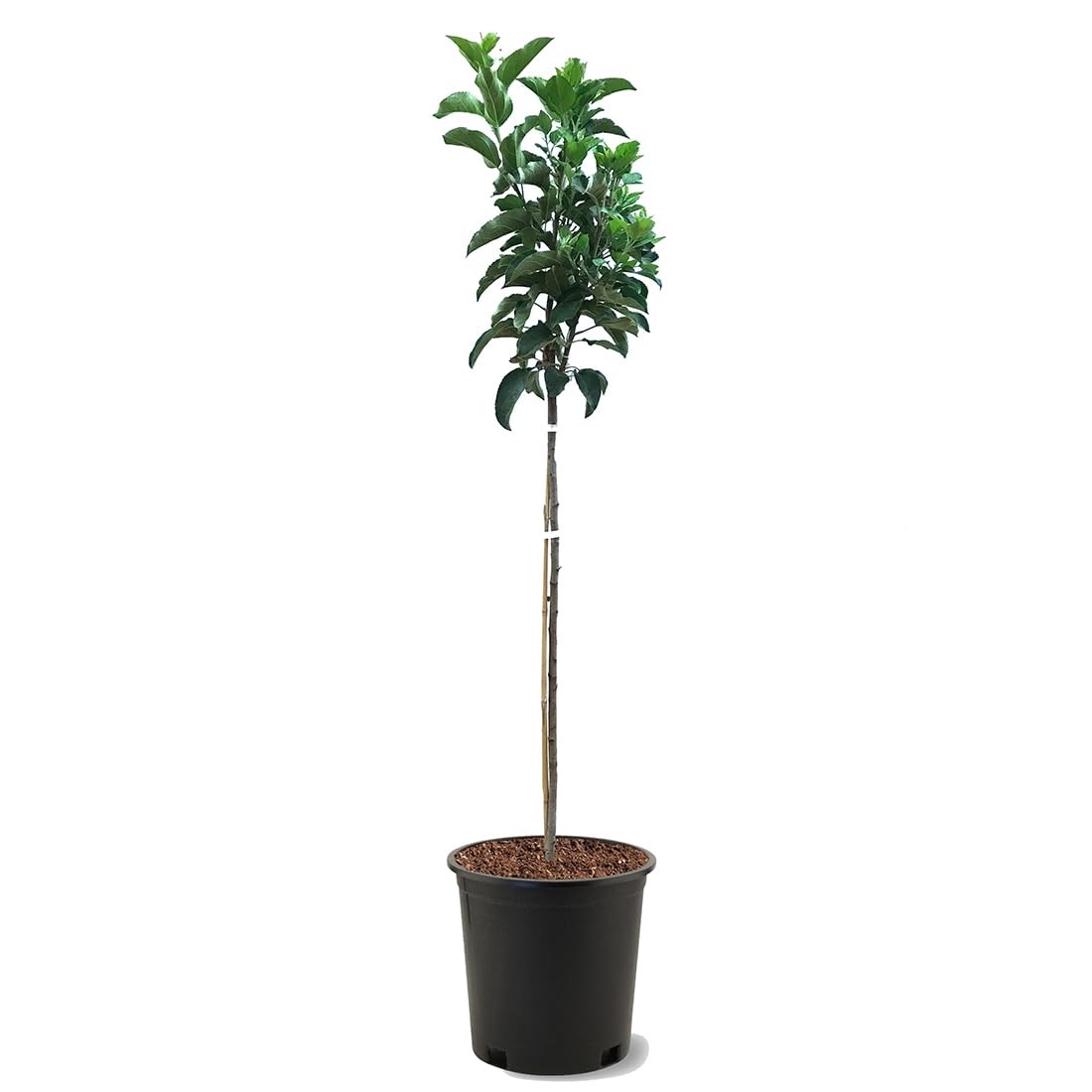 American Plant Exchange Fuji Apple Tree 5 Gallon Pot 3-4 Ft Tall Live Outdoor