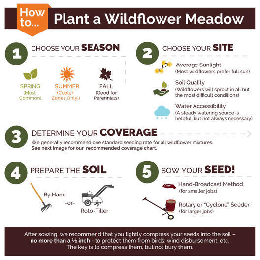 Wildflower Mix DEER RESISTANT Perennial & Annual Best Seller Non-GMO 500+ Seeds!