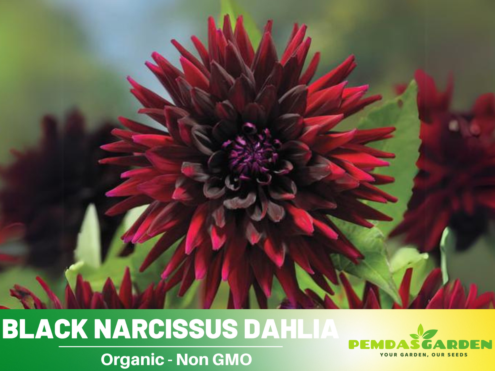 40+ Seeds| Black Narcissus Perennial Dahlia Seeds #D063