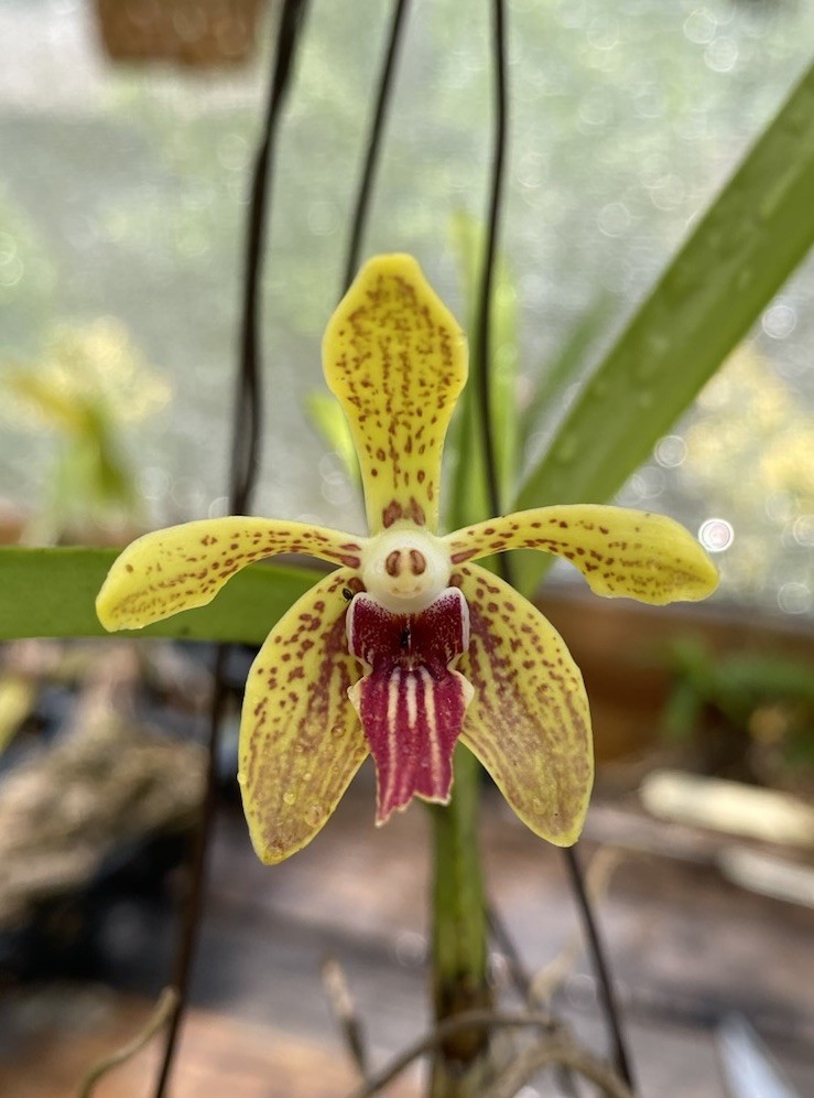 Vanda Cristata X Vanda lamellata Hybrid Orchid Blooms Year Round Motes Orchid