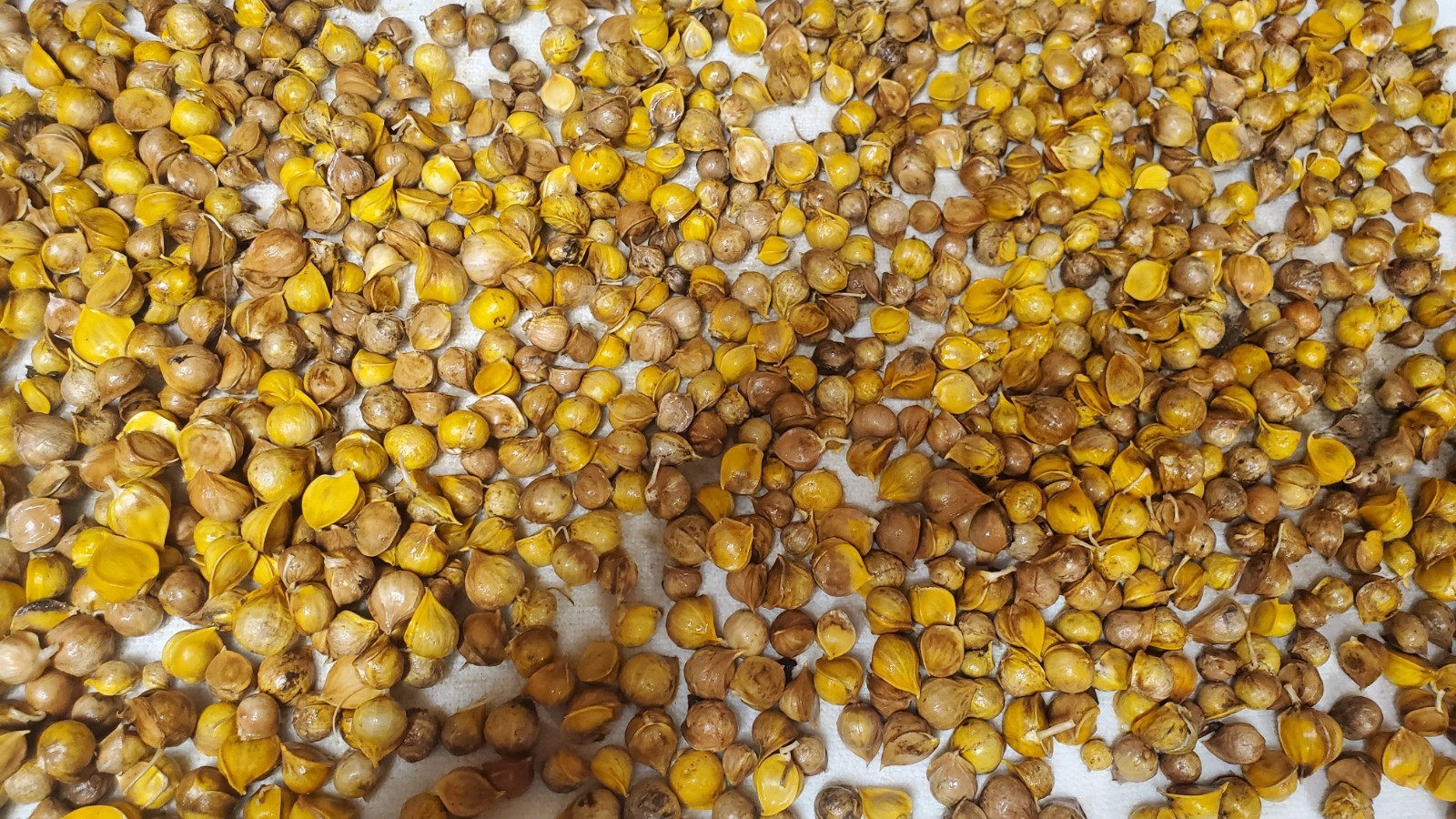 Elephant garlic seeds for planting, no pesticides (100 seeds/bulblets)