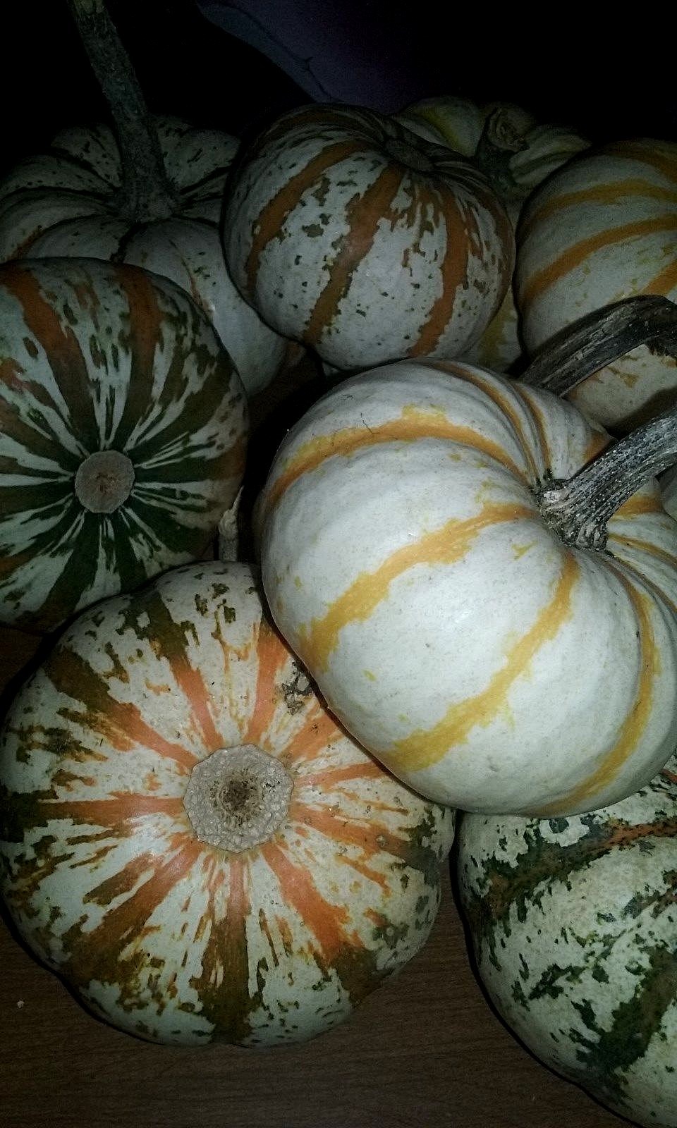 Pump-ke-mons Pumpkin Seeds- COMB. S/H- SEE MY STORE