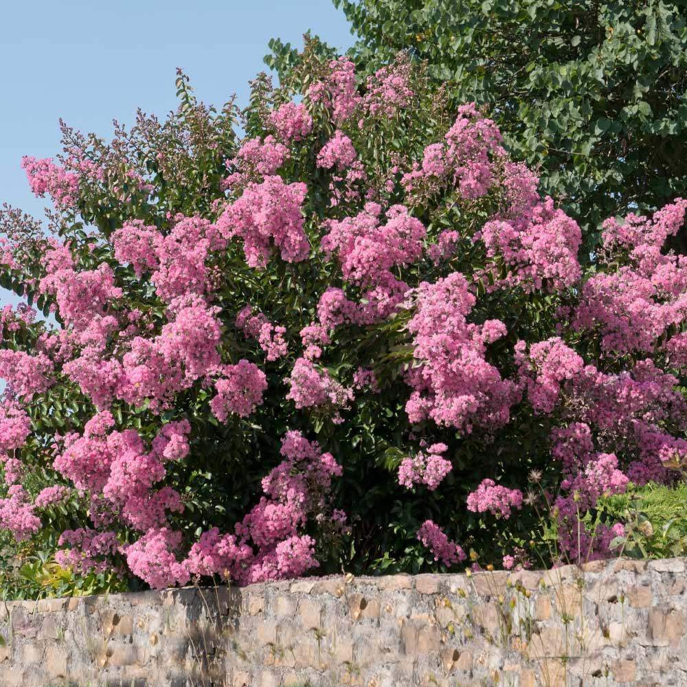 Hopi Crape Myrtle: Vibrant, Fragrant Blooms for Your Landscape, Pollinator Favor