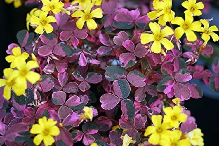 Shamrock Plum Oxalis Crazy Fairy Garden Plant Live Outdoor 2.5″ Pot