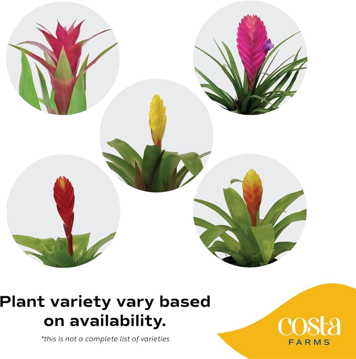 Costa Farms Bromeliad Flowers 20-Inches Indoor Houseplant In Garden Flower Pot