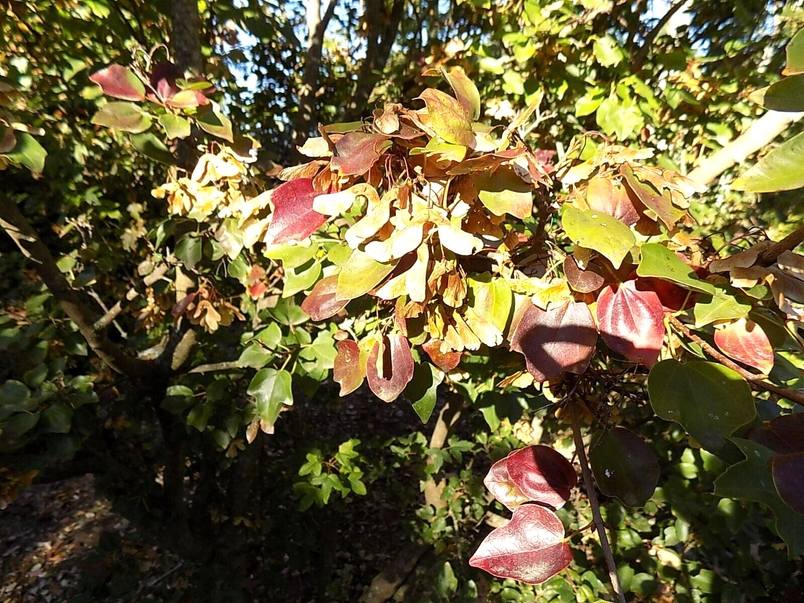20 MIYADONO DWARF TRIDENT MAPLE SEEDS – (Acer buergerianum ‘Miyadono’)