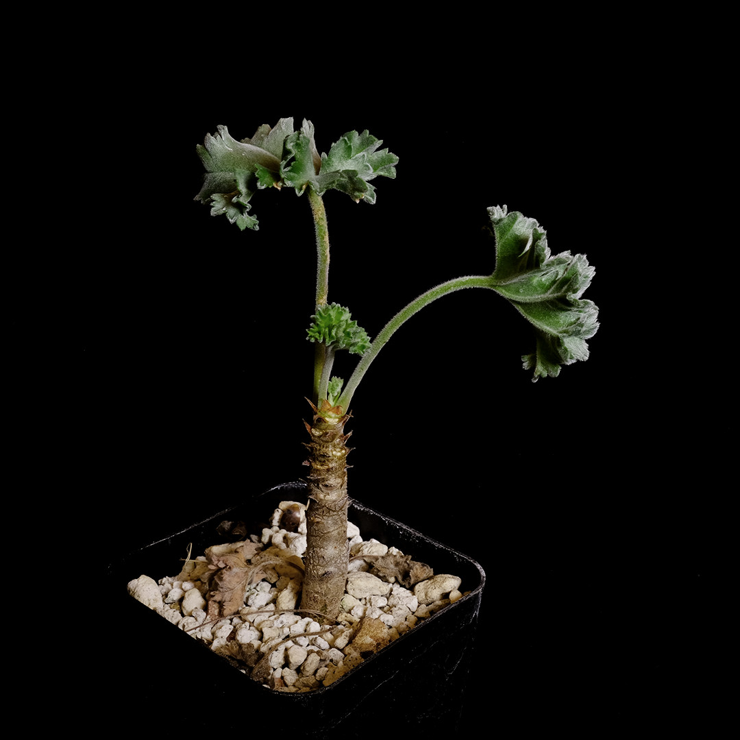 Pelargonium mirabile – 3.25″ pot – Caudiciform