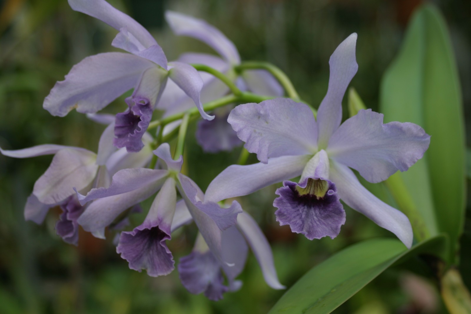 C. Hailstorm coerulea `Clyde’ Original Division Cattleya Orchid Plant