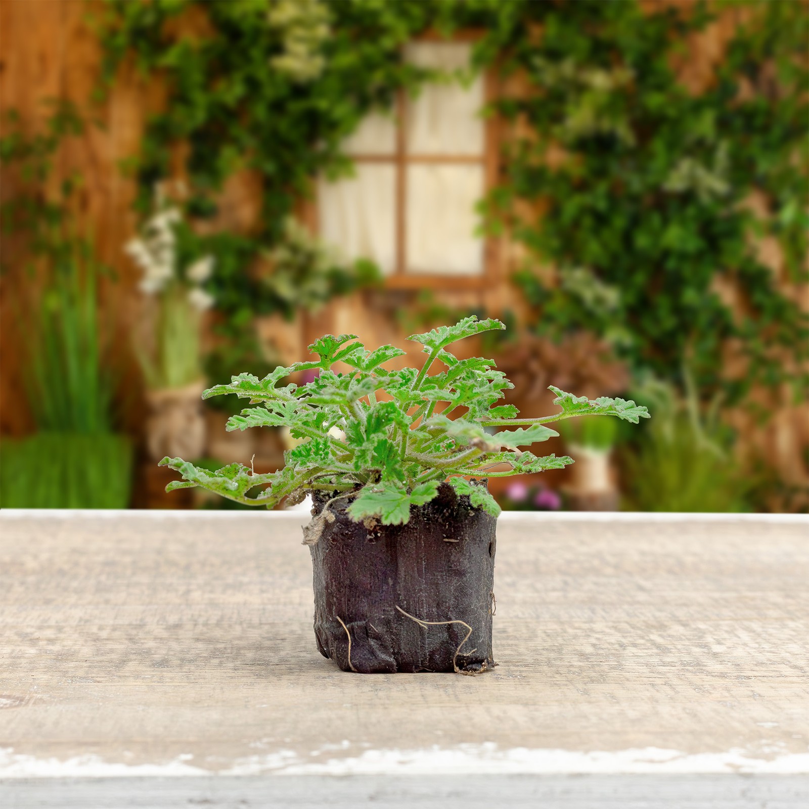 Live Citronella Geranium Plant Plugs, Pelargonium Citrosum Seedlings
