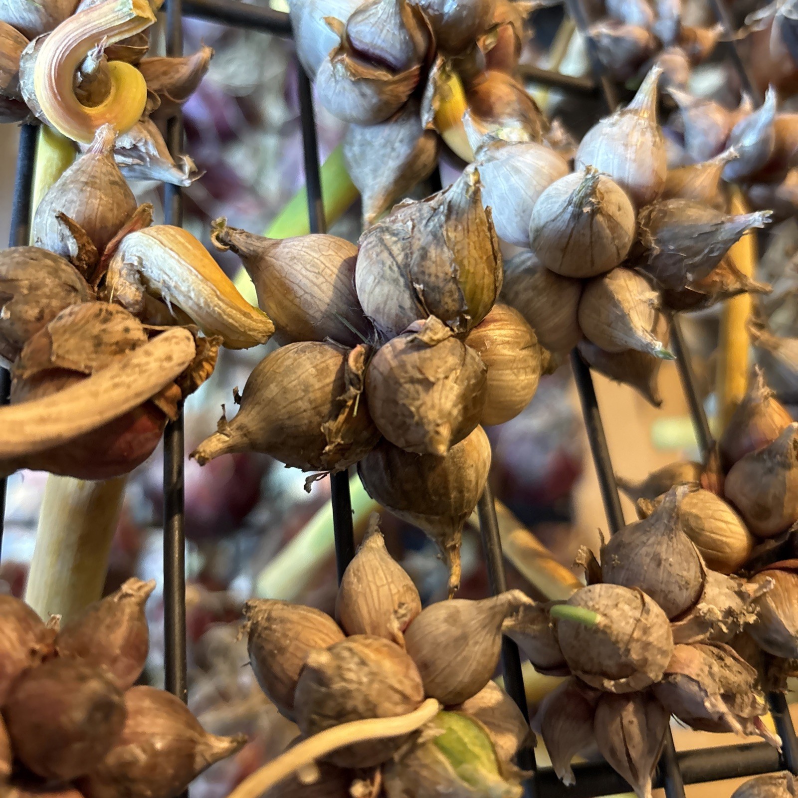 15 Egyptians Walking Onions Winter Perennial Tree Onion Bulbils Seeds