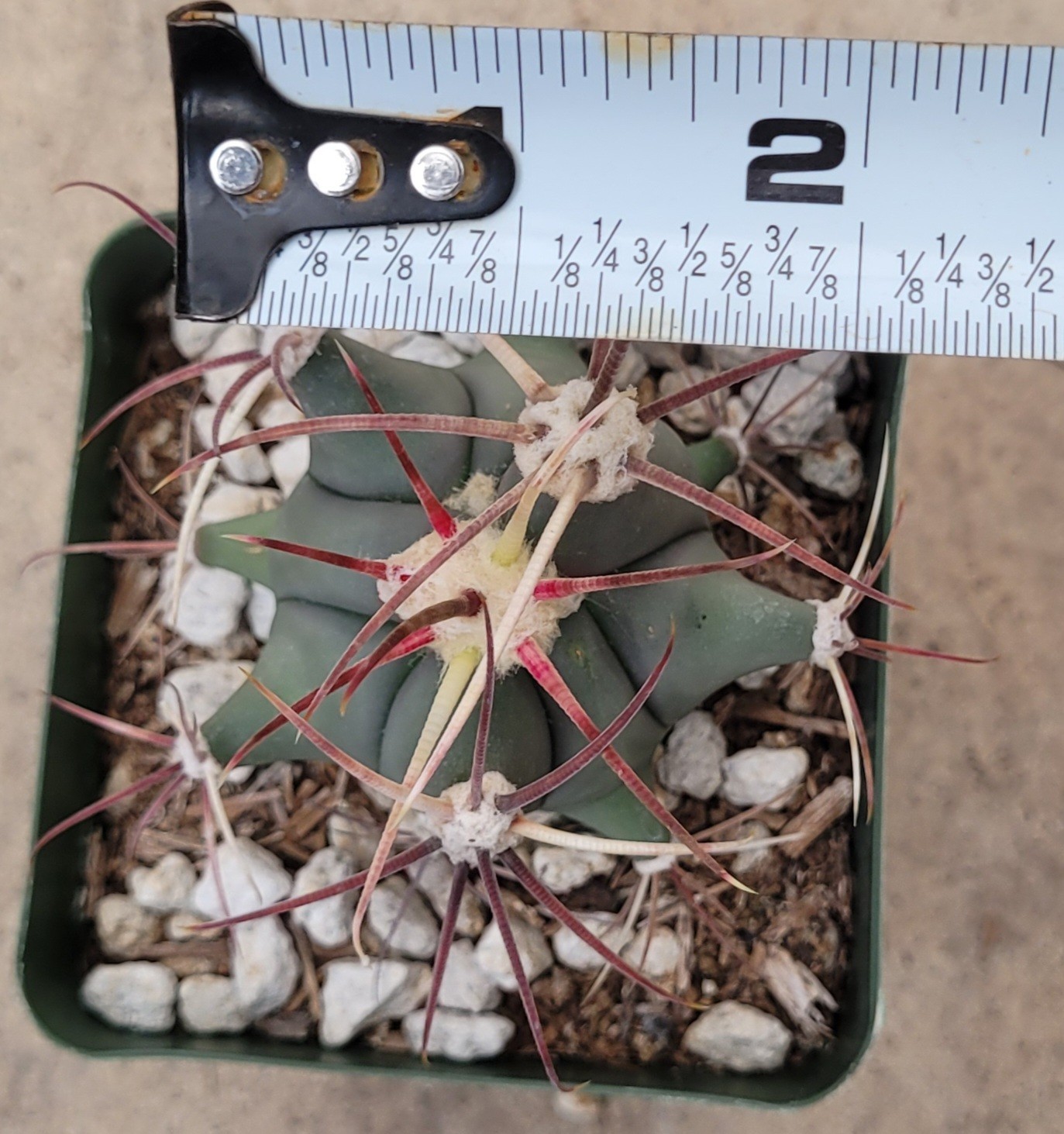 Ferocactus Emoryi ‘Emory Barrel’ 2.5″ Tall – Bare Root