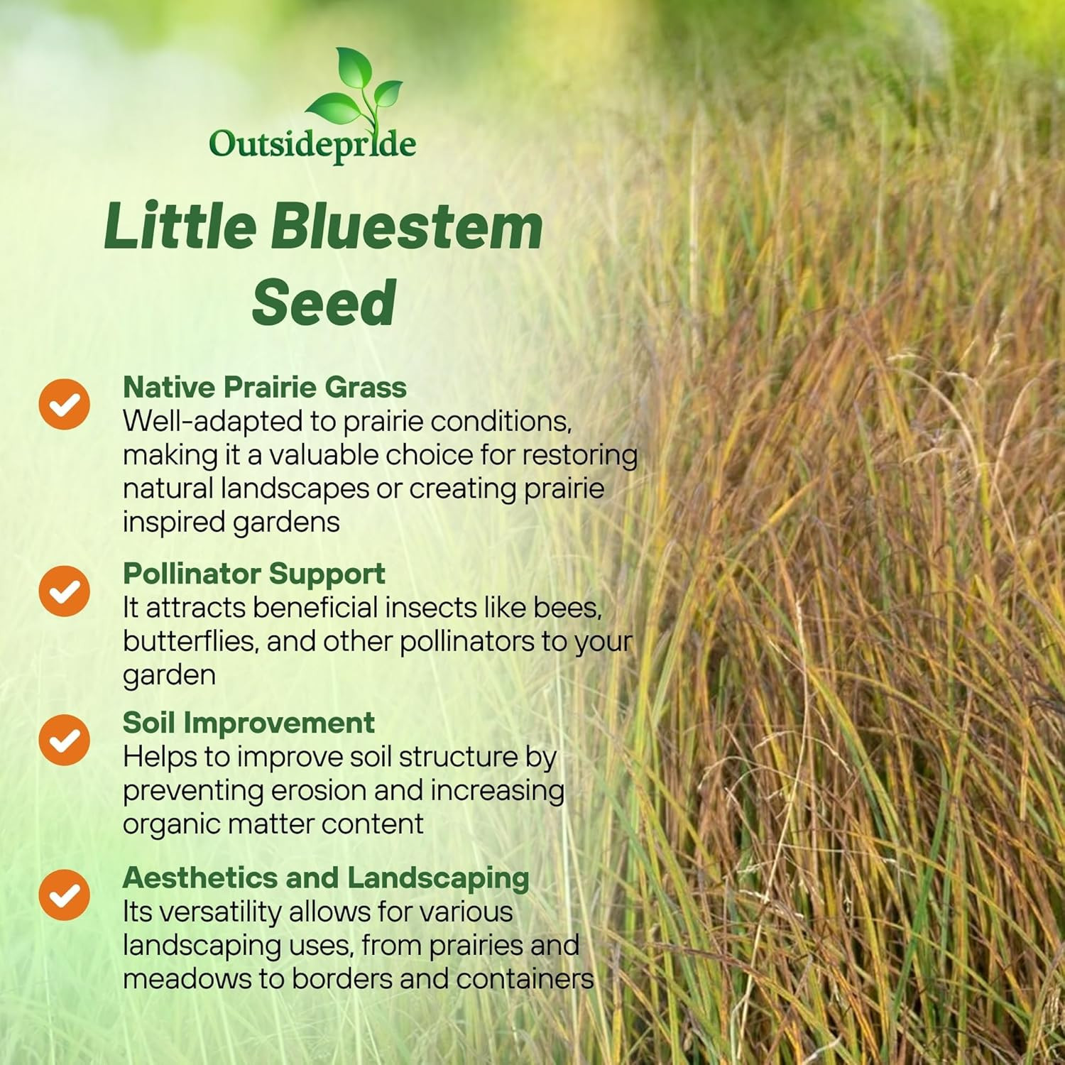 Perennial Little Bluestem Grass Seed – 1 Lb. Warm Season, Drought Resistant, Lon
