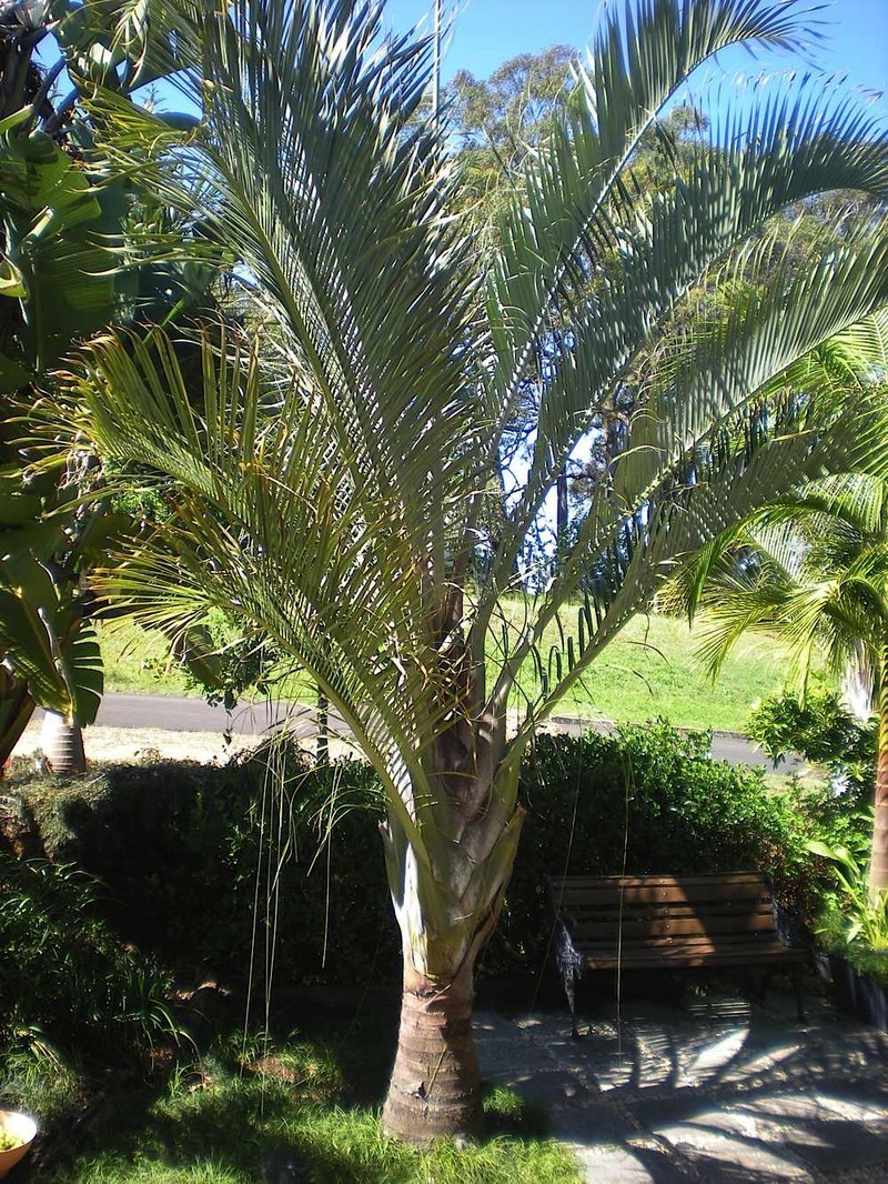 LIVE PLANT 3ft Dypsis decaryi Three sided Triangle palm Neodypsis