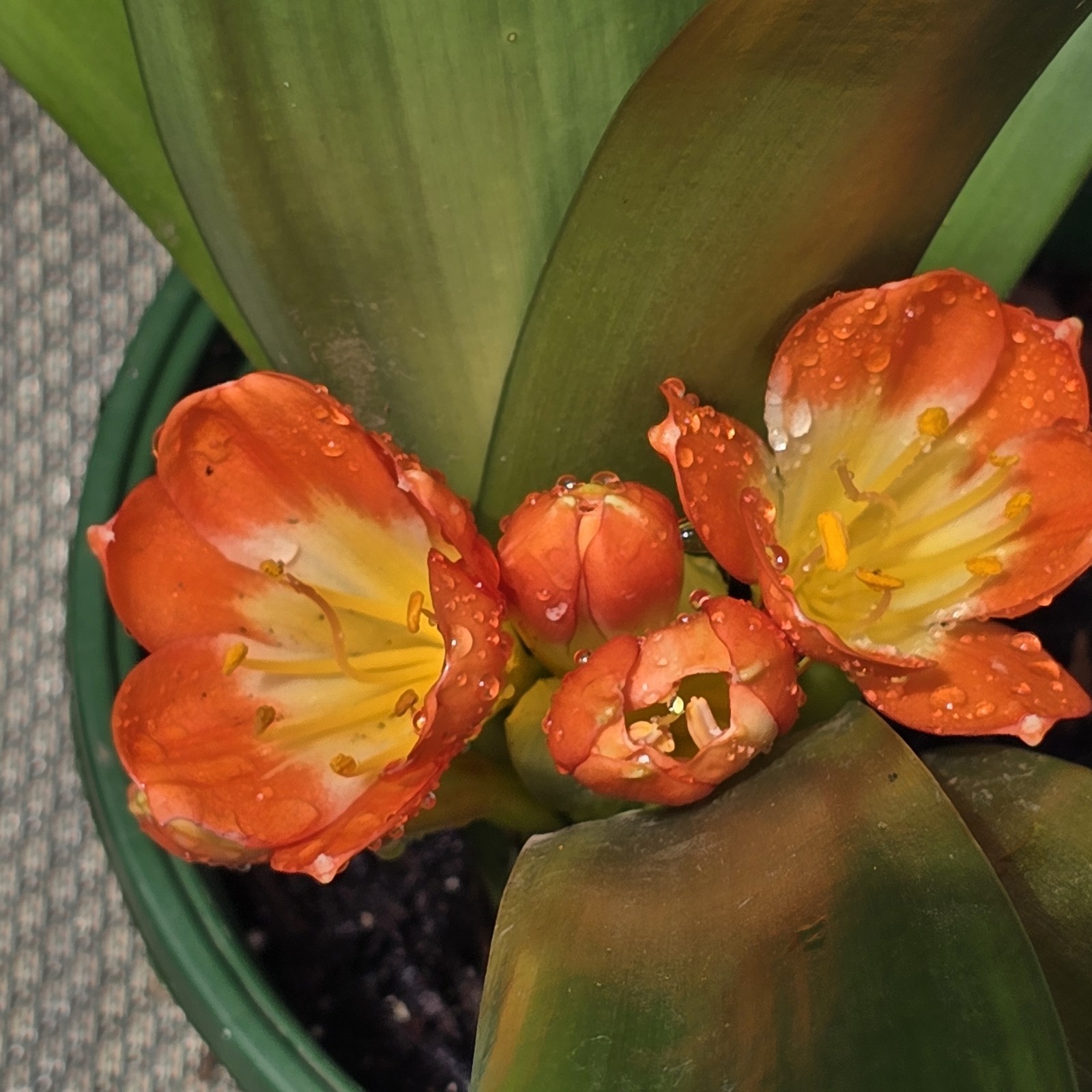 CLIVIA Miniata Orange Ready To Bloom NOW Mature Live Plant Shipped Bare Root
