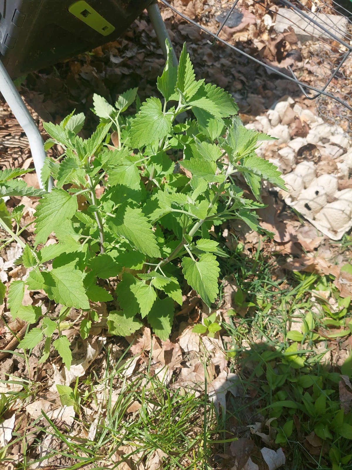 Catnip Plant (Nepeta cataria) Live Plant Catswort Catwort Organically Grown