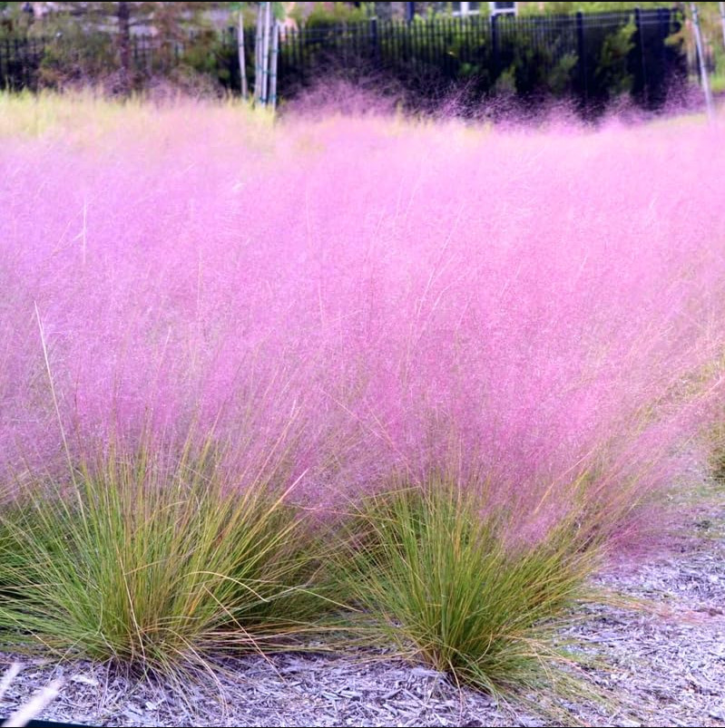 Muhly Grass Pink Live Starter Plant Pink Muhly Grass Plant 4-6″Tall Ship No Pot