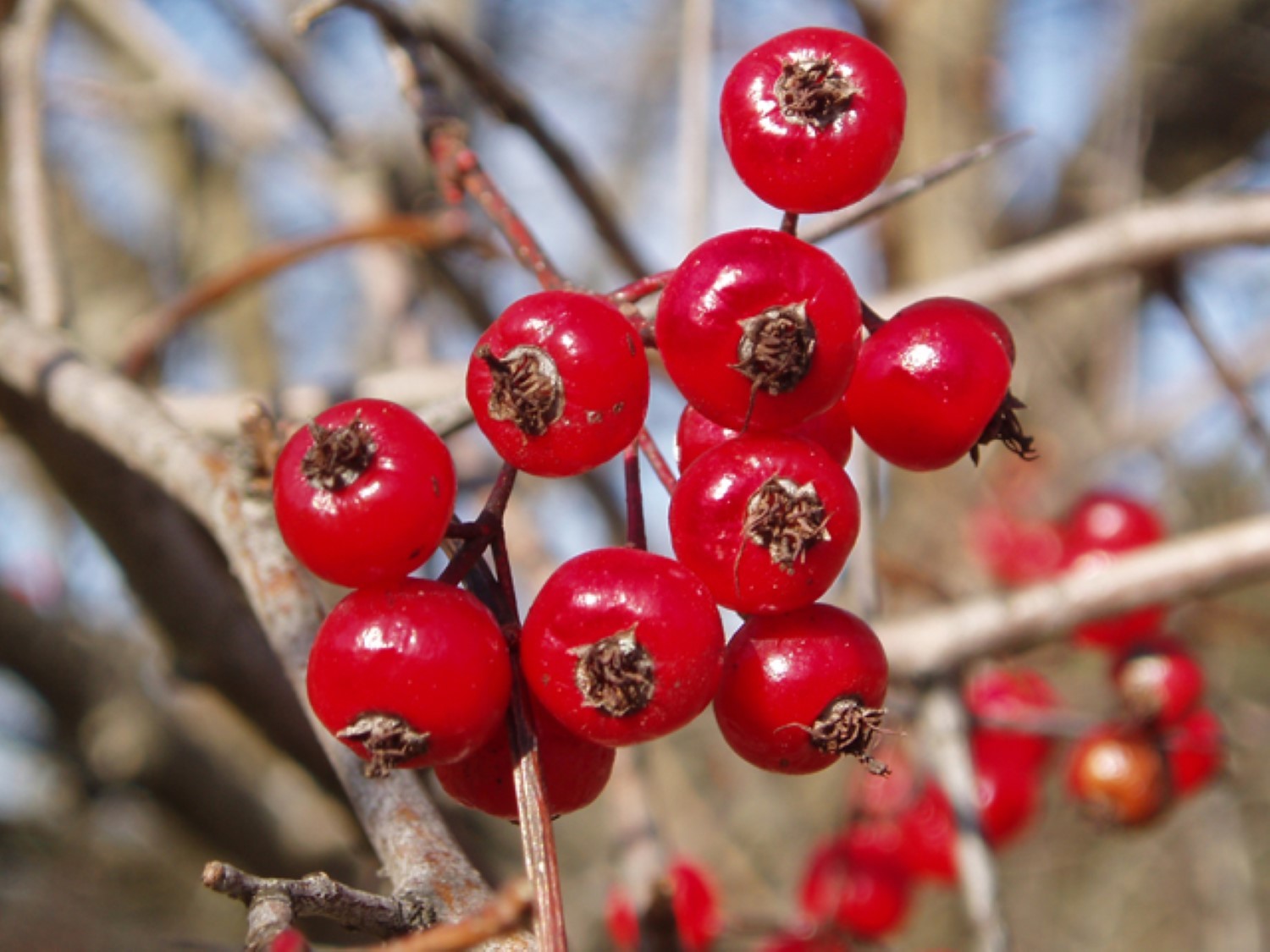 24-30″ tall Washington hawthorn 2-3 year old (Crataegus phaenopyrum) plant