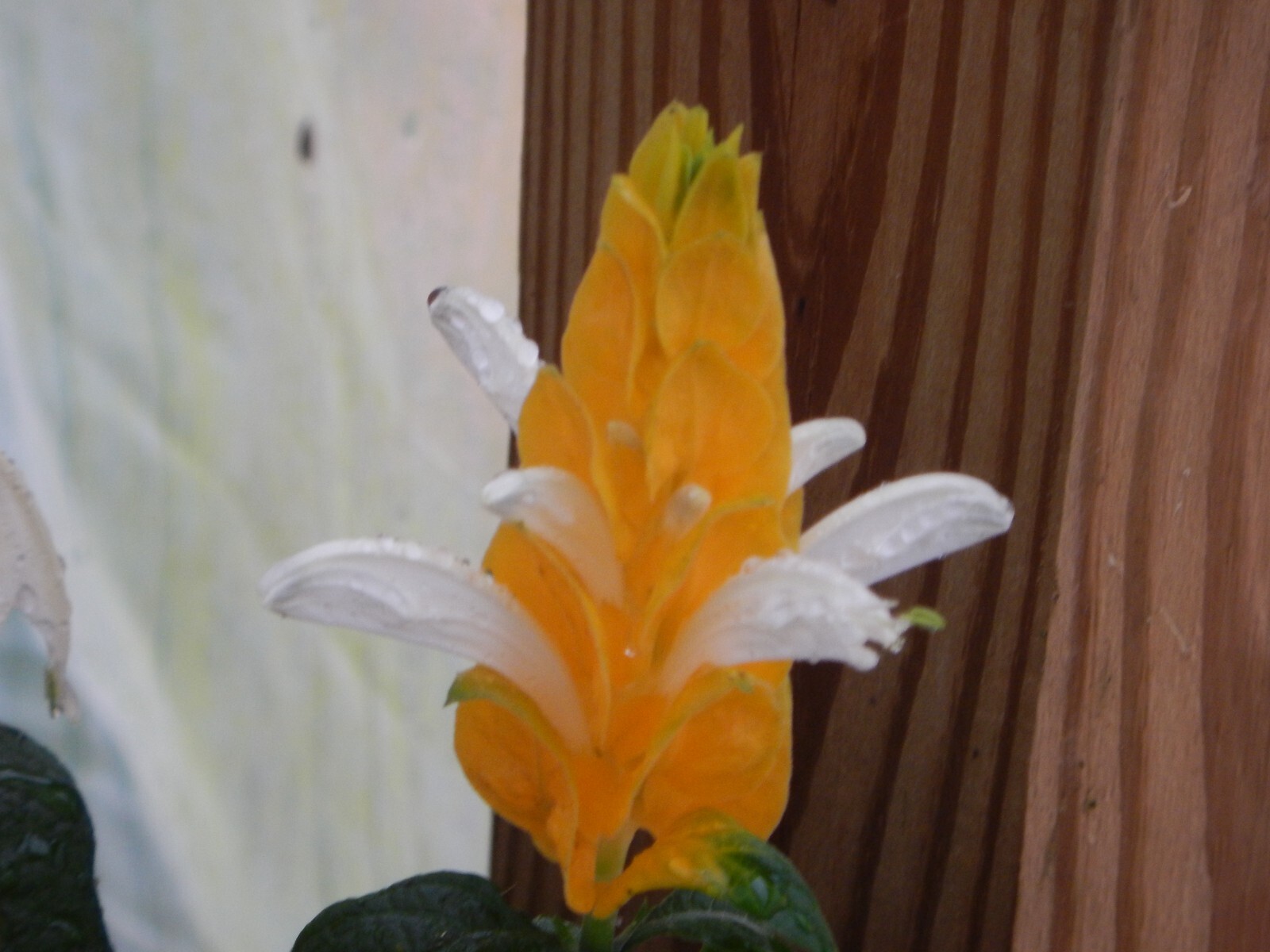 GOLDEN SHRIMP PLANT~~ Justicia brandegeana, Pachystachys Lutea,~~STARTER PLANT!!