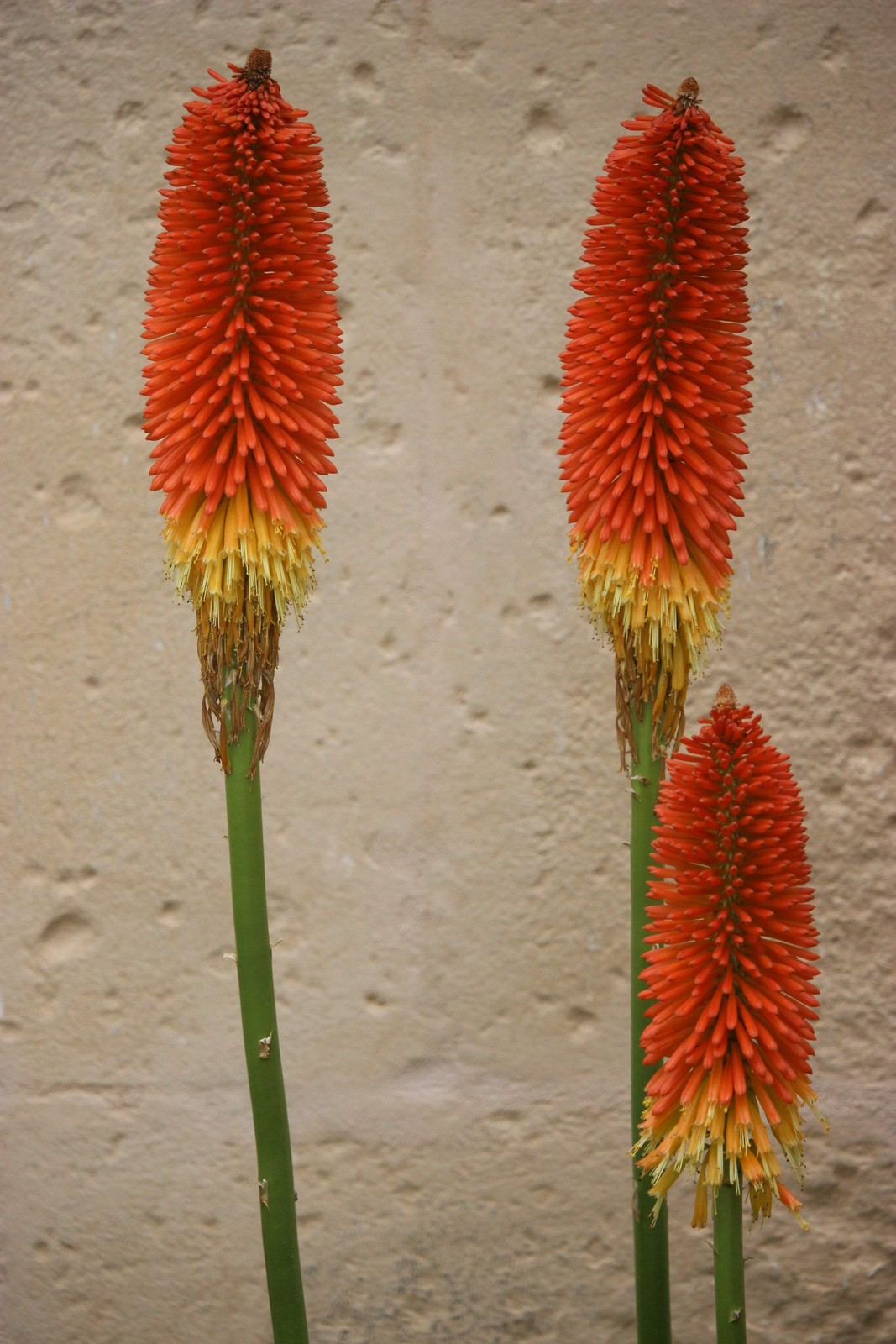 50 TORCH LILY Red Hot Poker / Tritoma / Kniphofia Uvaria Flower Seeds