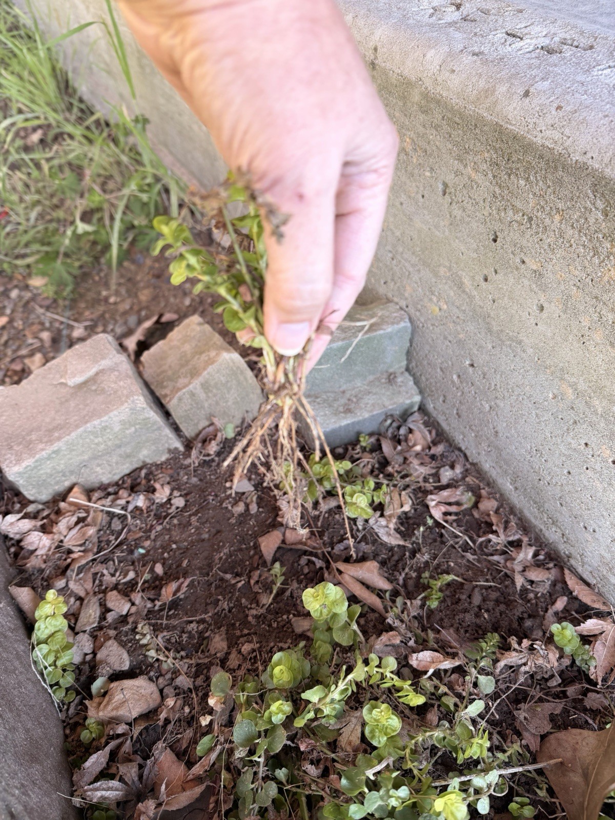 10 Creeping Jenny BARE ROOTS~ground Cover~ Hardy ~Fast Grower~Organic
