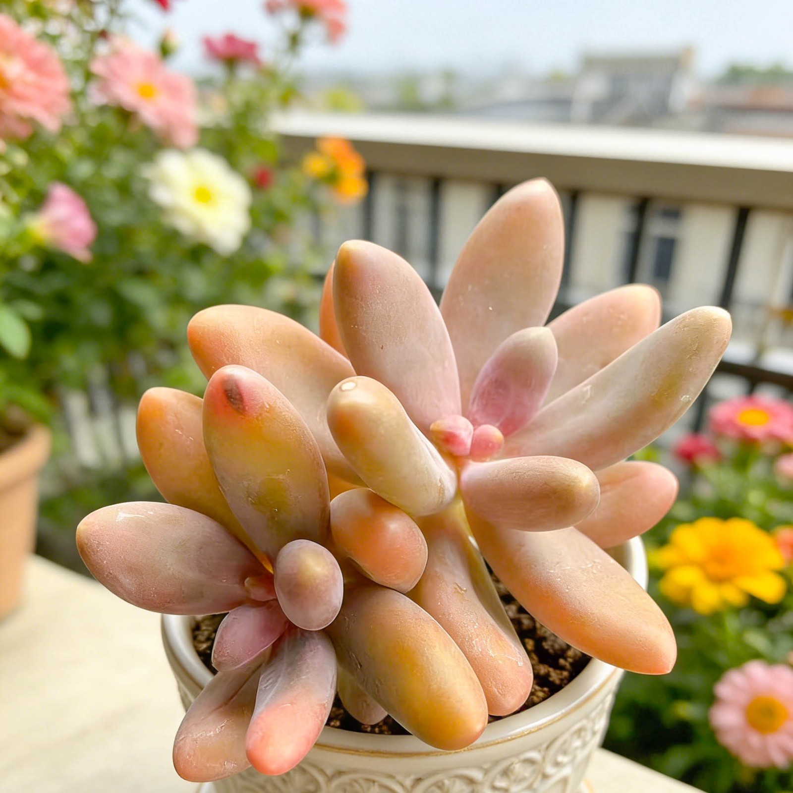 Pachyphytum Captain Jessop Rare Succulent Plant, Bare Root Easy Care Live