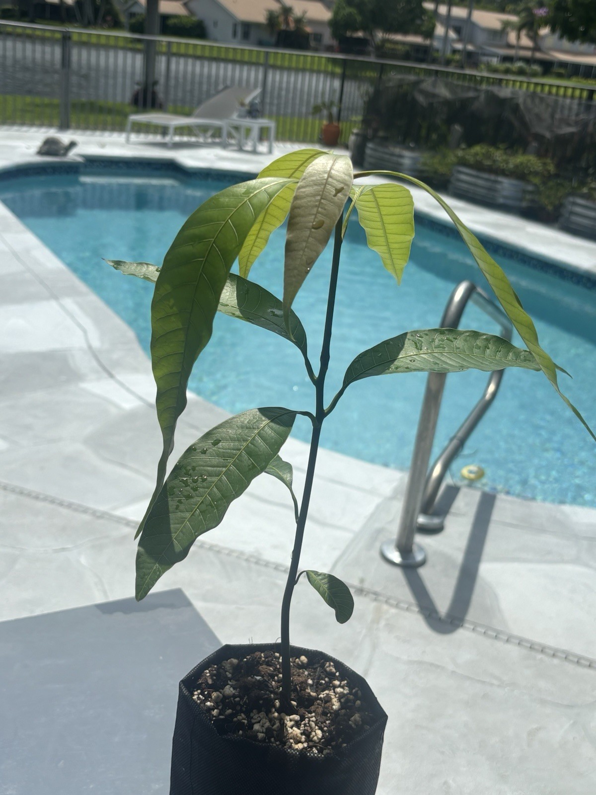 2 Yrs To Fruit Mango Tree Clone Polyembryonic 25 Seeds NO GRAFTED NEEDED