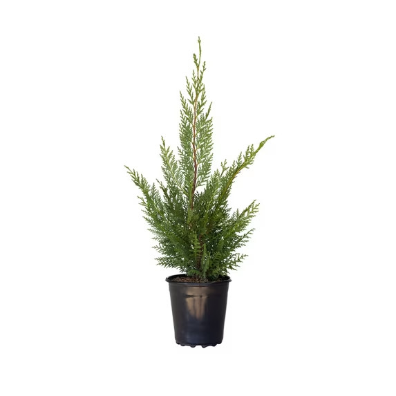 Expert Gardener Leyland Cypress (2.5 Quart) Fast Growing Evergreen Tree – Full S