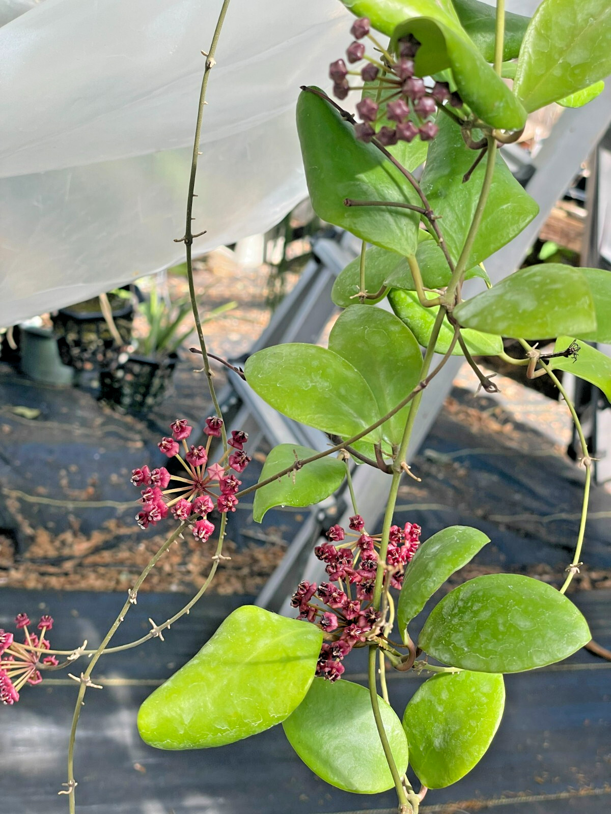 Hoya Lucardenasiana RARE! Well Rooted In 3.5″ pot – Very Healthy – Houseplants