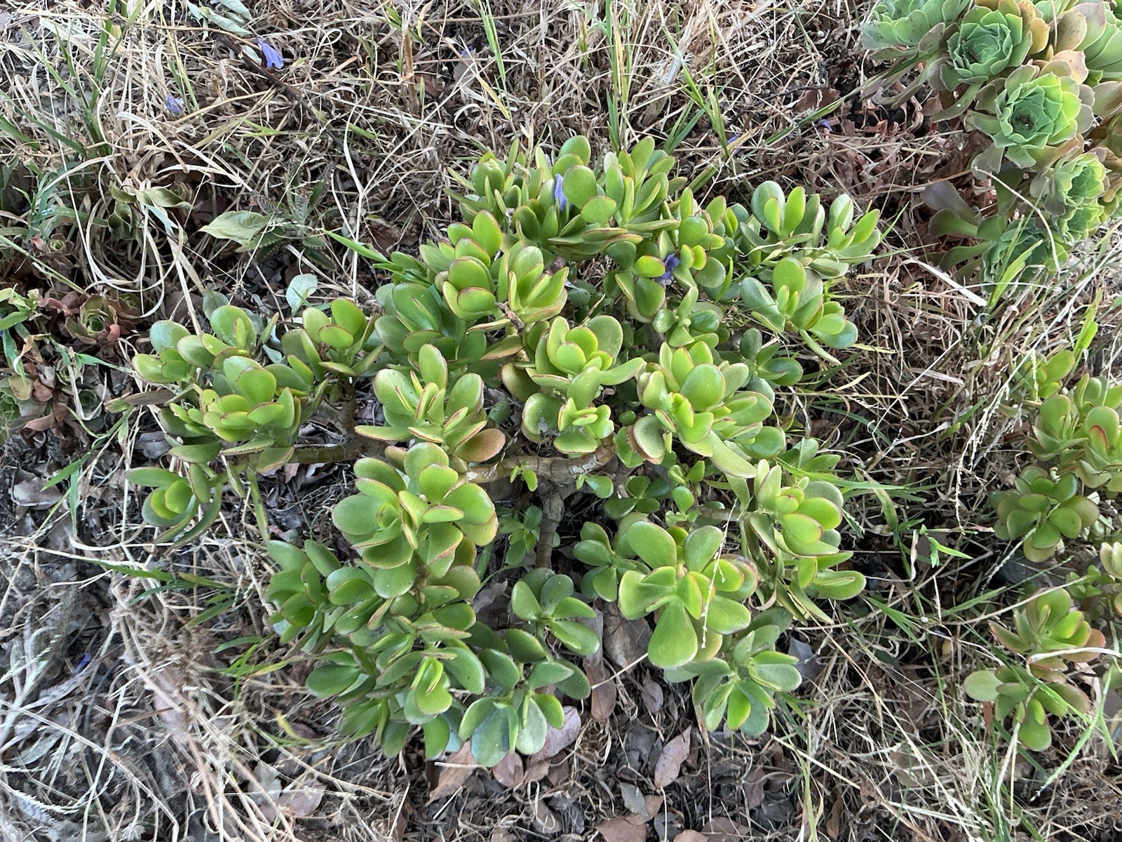 Healthy lush green Crassula Ovata Jade Plant cluster, Rooted 18” tall with roots