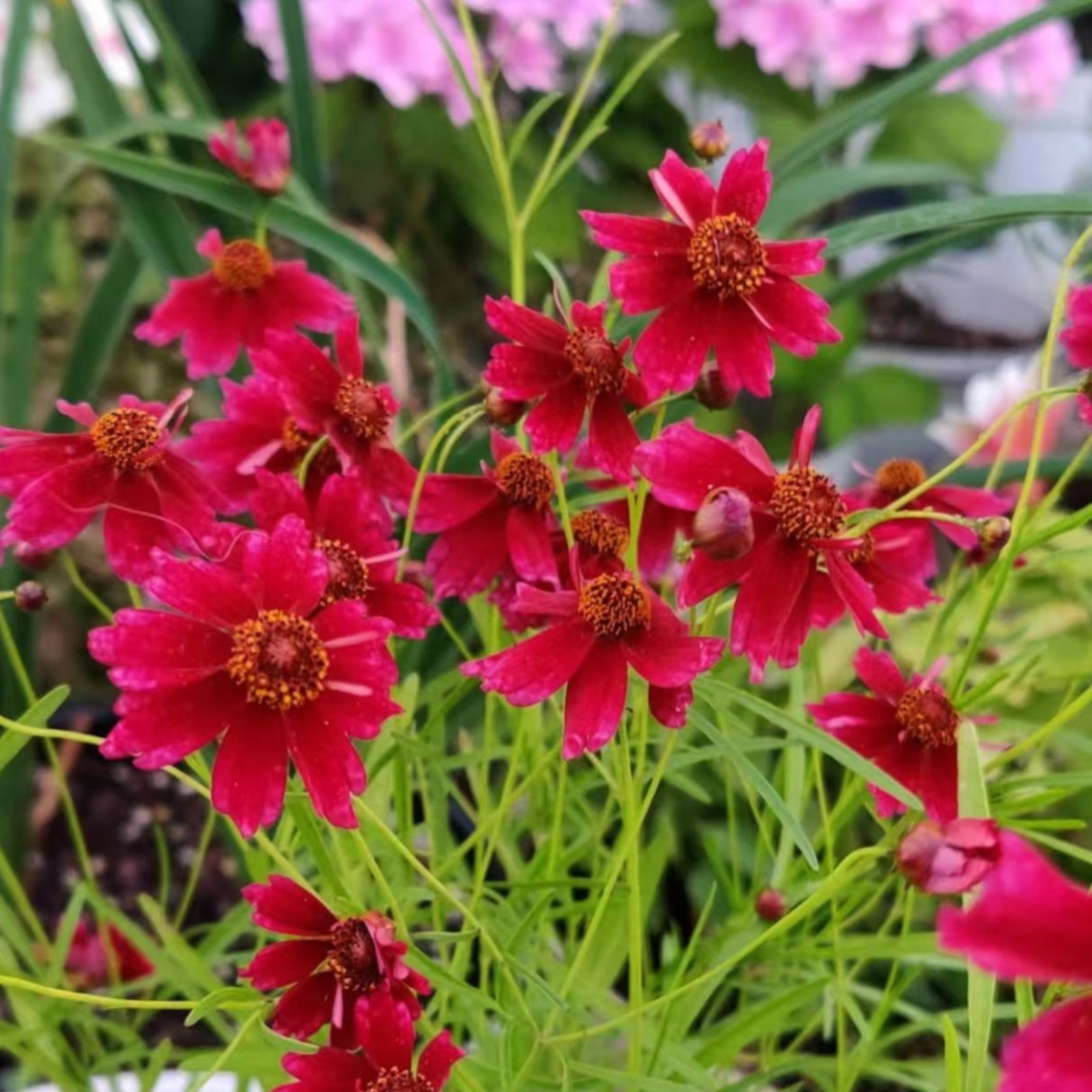 100 Tall Red Plains Coreopsis Seeds – Vibrant Wildflowers for Easy Summer Color