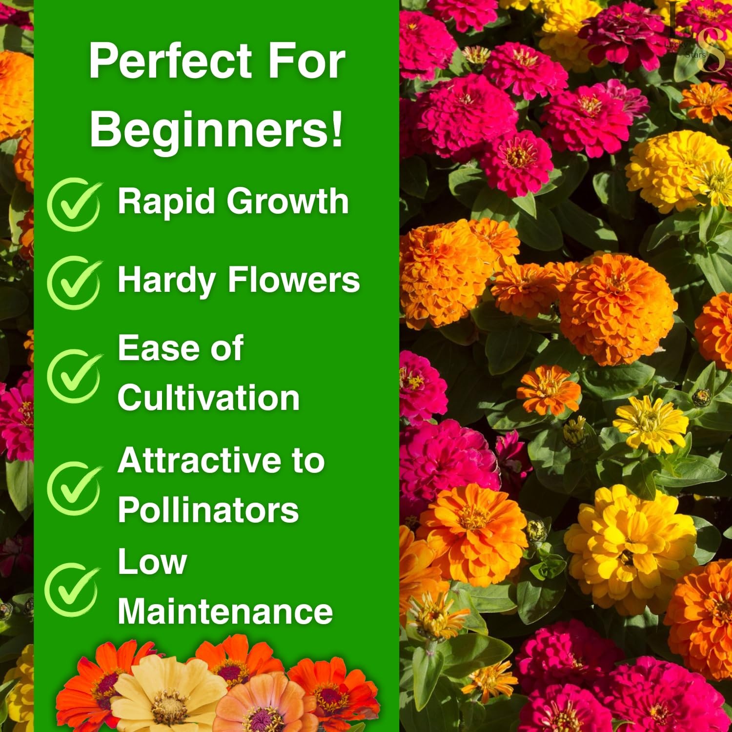 1200+ Crazy Blend Zinnia Seeds for Planting, Heat & Drought Mixed Color
